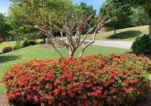 Landscaping in Cumming, GA